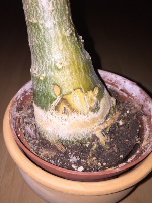 Adenium (2).JPG