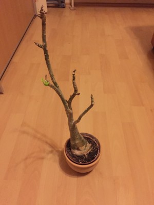 Adenium (1).JPG