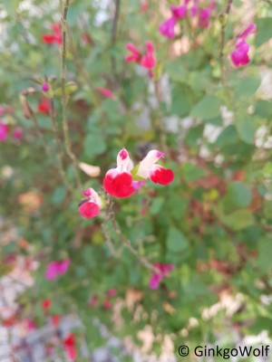 Pflanze1_181114_094516.jpg