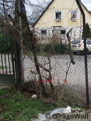 Vitis_200212_(2).JPG