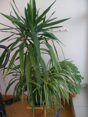 Yucca mit Grünlilien.jpg
