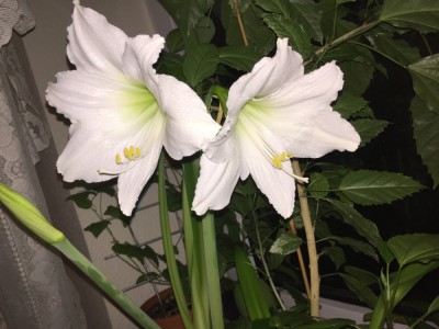 Amaryllis Ritterstern (1).JPG