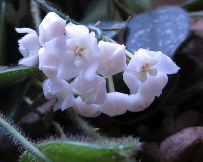 Hoya_thomsonii.jpg