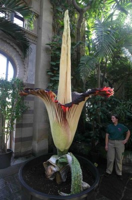 397px-Amorphophallus_Wilhelma.jpg