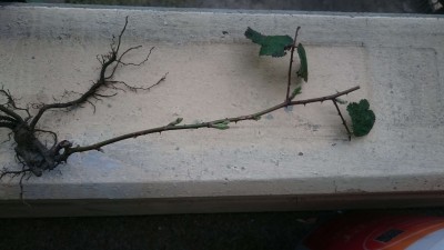 03-who.jpg