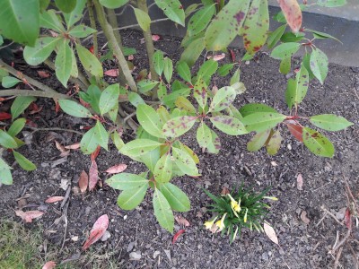 Schwarze Flecken  Pflanzenkrankheiten & Schdlinge  GREEN24 Pflanzen &  Garten Forum