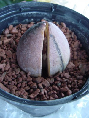 Avocado.jpg