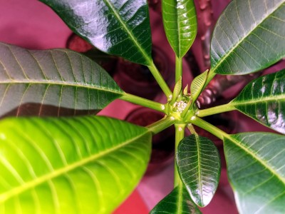 plumeria_1.jpg