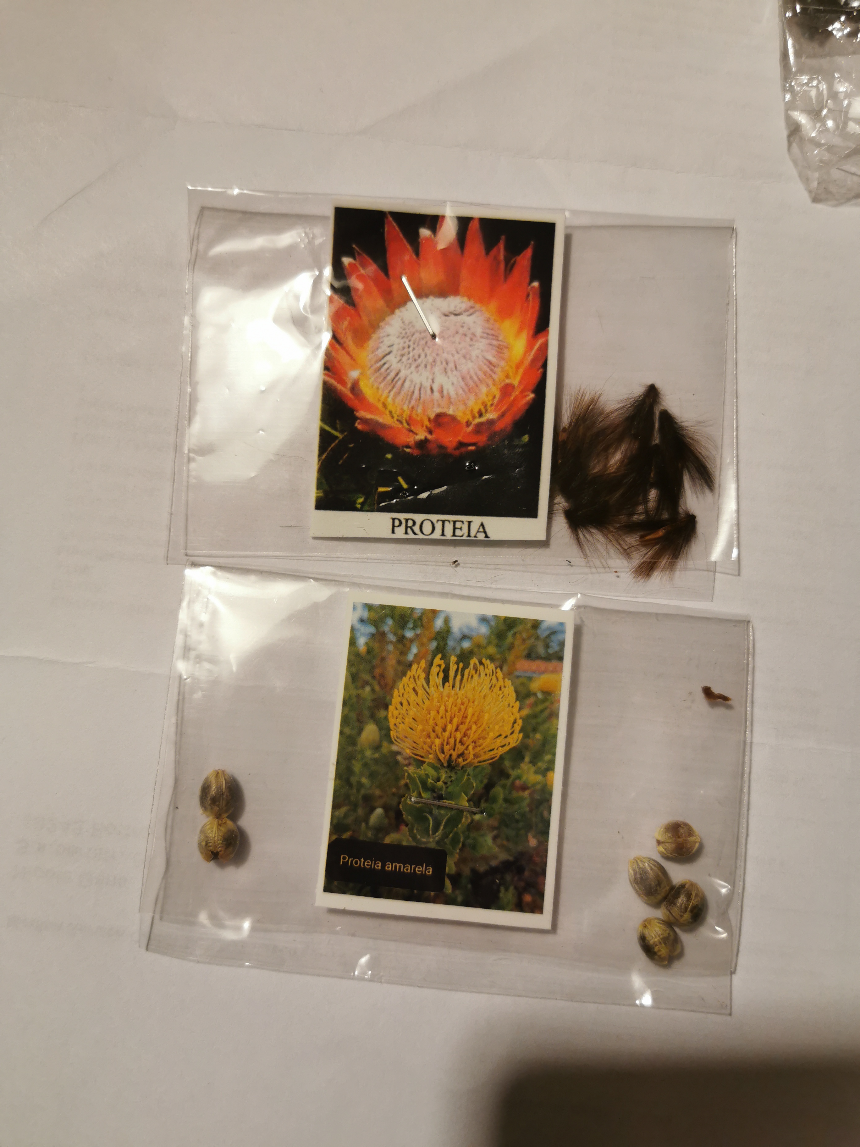 Protea Aussaat · Samen & Anzucht & Vermehrung · GREEN24 Pflanzen & Garten  Forum