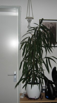 unbek. Pflanze.JPG