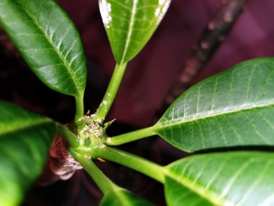 plumeria_4.jpg