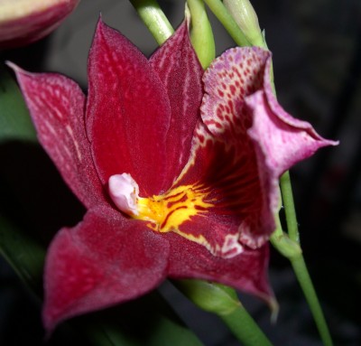 Orchi rot (3) - Kopie.JPG