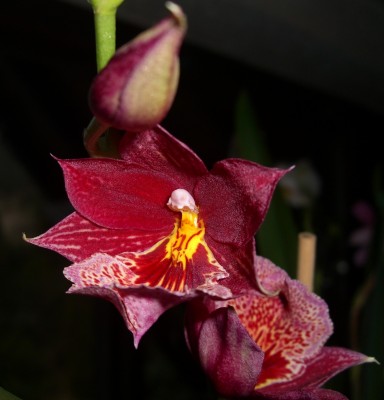 Orchi rot (2) - Kopie.JPG