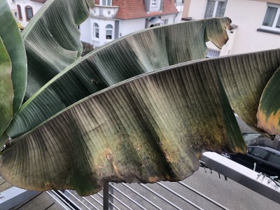 Bananenpflanze bekommt braune Blätter Hilfe ??? · Pflanzenkrankheiten