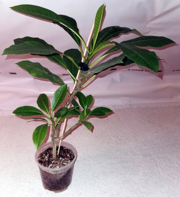 plumeria_6.jpg