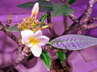 plumeria_7.jpg