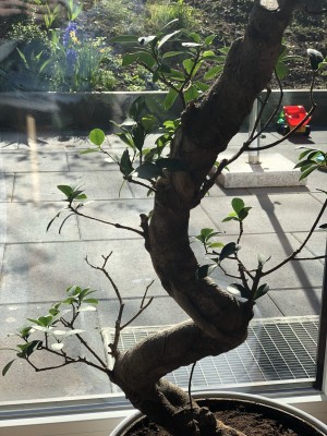 IMG_3172.jpeg