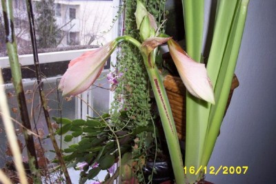 Amaryllis0004.jpg