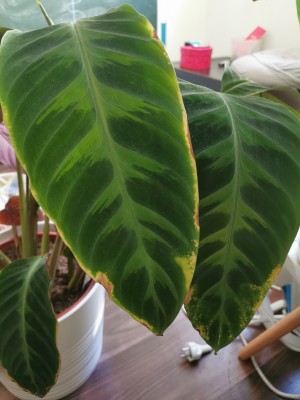 IMG_20200409_115647.jpg