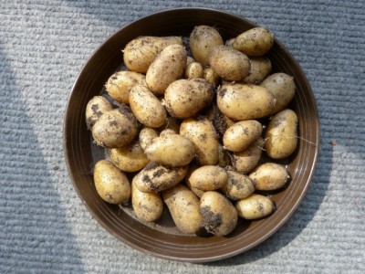 kartoffeln.jpg