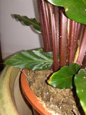 IMG_20200410_134338.jpg