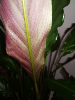 IMG_20200410_134058.jpg