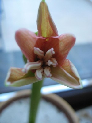 a kolibri in Öffnung.jpg