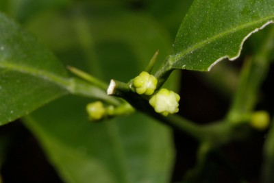 200411_citrus_georgiana_thomasville_bluetenknospen.jpg