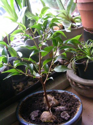 Ficusbonsai 002.JPG