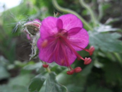 DSCF0585.JPG