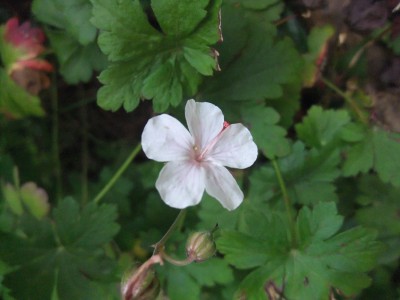DSCF7875.JPG