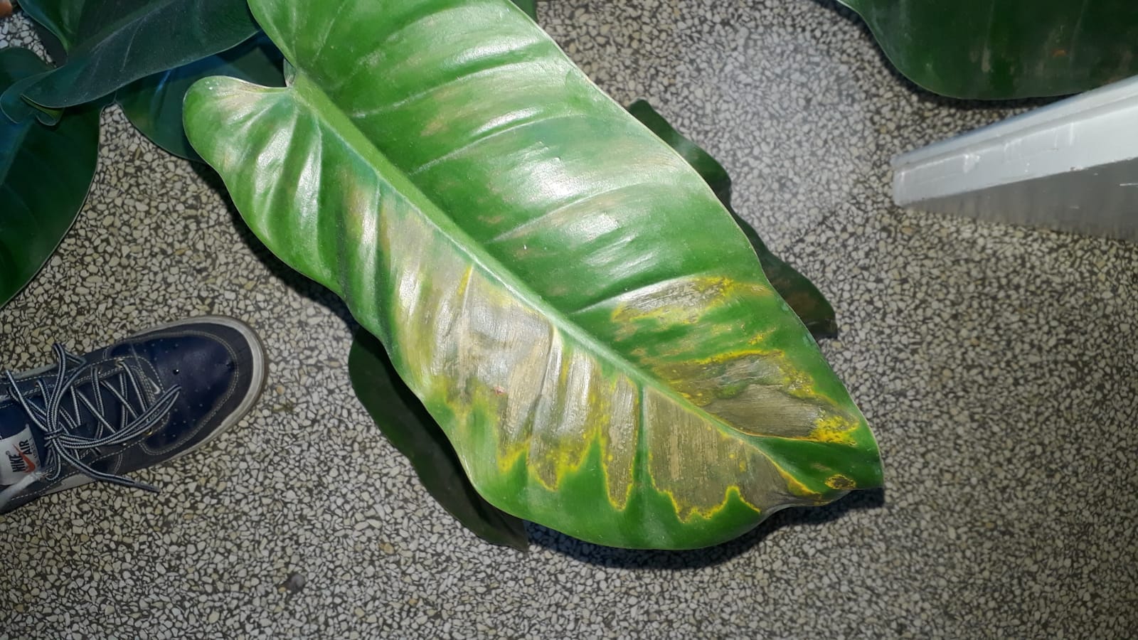Was hat mein Philodendron?  Pflanzenkrankheiten & Schdlinge  GREEN24  Pflanzen & Garten Forum