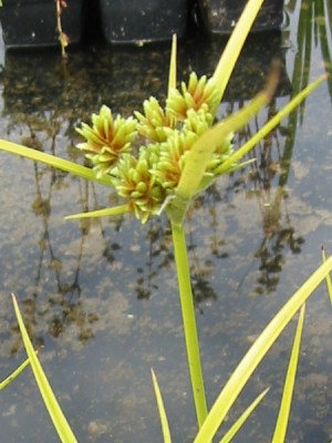 cyperus_alternifolius.jpg