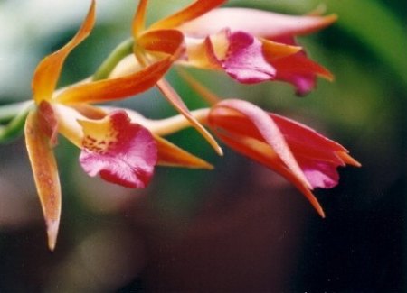 Orchid.jpg