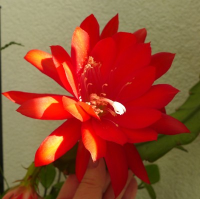 P1100259-a.jpg
