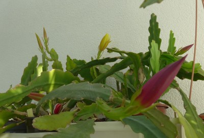 P1100280-a.jpg