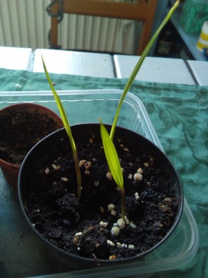 Palme.jpg