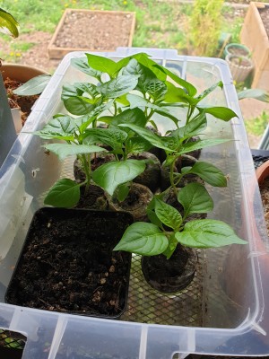 chilies2.jpg