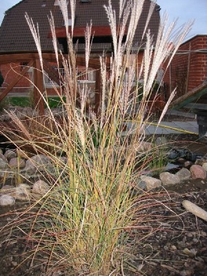 miscanthus_sinensis_ferner_osten.jpg