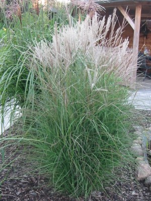 miscanthus_sinensis_kleine_silberspinne.jpg
