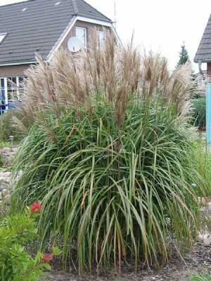 miscanthus_sinensis_malepartus.jpg