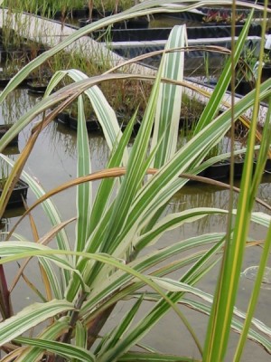 miscanthus_sinensis_cosmopolitan.jpg