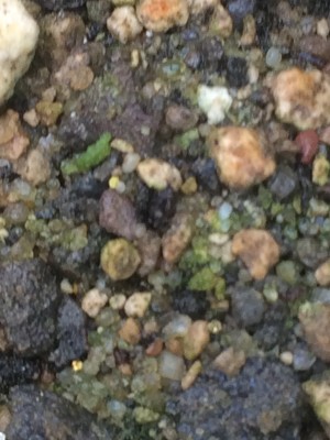 2020-05-02 022.jpg