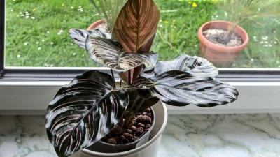 pfeilwurz.-.calathea.ornata_0001.jpg