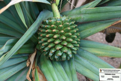 pandanus-utilis-fucht.jpg
