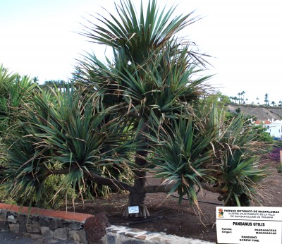 pandanus-utilis-ganz.jpg
