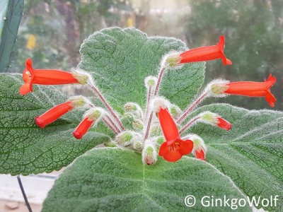 Sinningia_20190308_112301.jpg