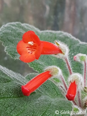 Sinnigia_20190308_112328.jpg