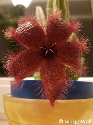Stapelia_20181210_183115.jpg