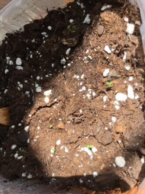 Lippia dulcis, Aztekisches Süßkraut.JPG